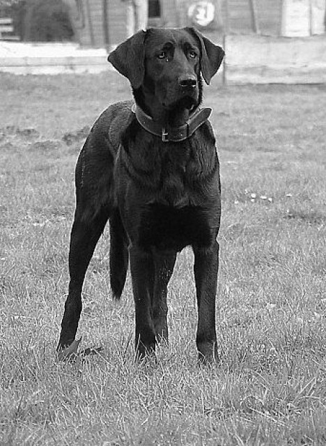 Wunderbare Familienschutzhunde - Tiere - Otzberg