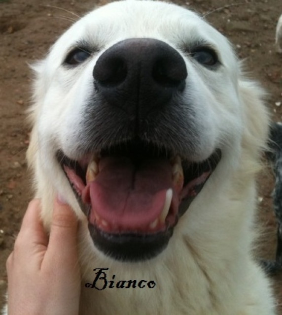 BIANCO sucht eigene Familie - Tiere - Bergheim/Köln