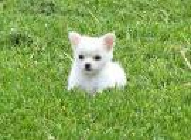 Mini Chihuahua Welpe xs Rüden   - Tiere -  Düsseldorf Stadtmitte