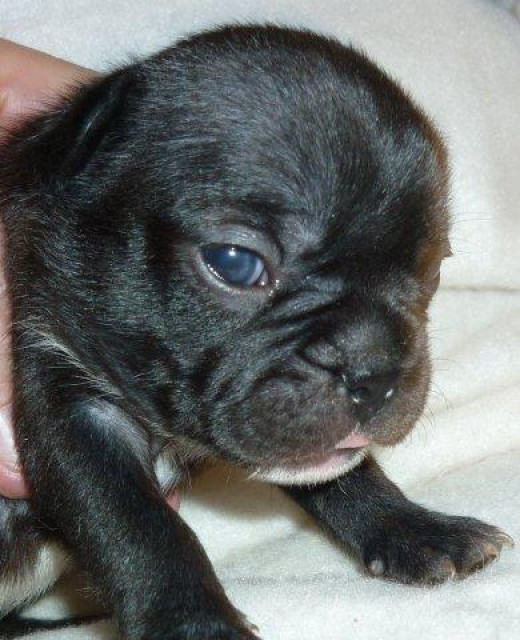 Französische Bulldoggen Welpen in Black und Fawn mit Pap. - Tiere - frankfurt