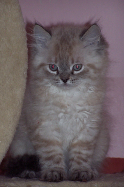 Super tolle Perser Colourpoint - Tiere - Großmehring