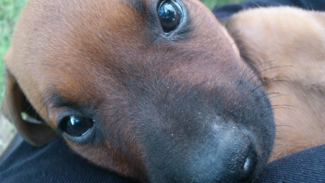 Verkaufe Boxer- Doberman- Welpen - Tiere - Güstrow