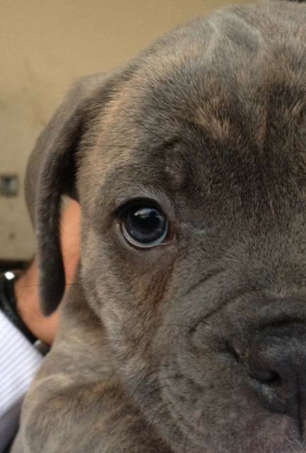 !!Blue-Brindle (OEB) Olde English Bulldog-Welpe (Rüde)!! - Tiere - hamburg