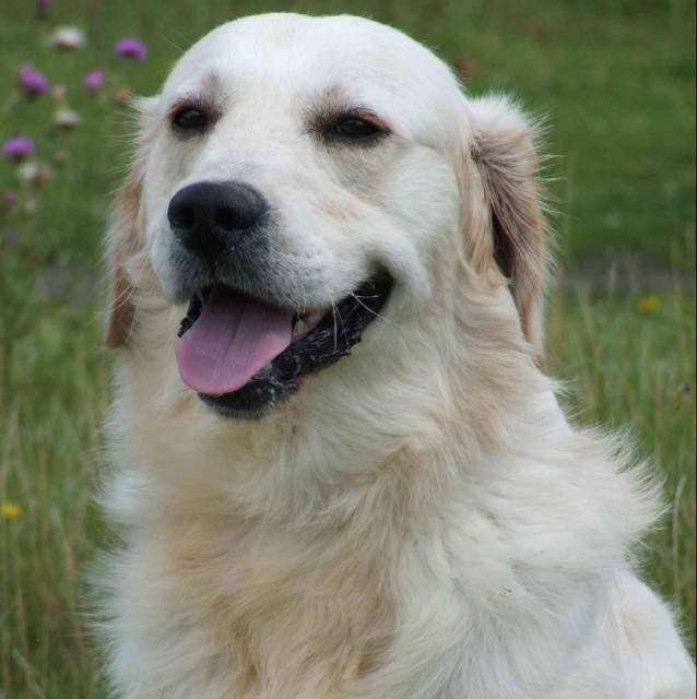 Golden Retriever Welpen und Junghunde abzugeben - Tiere - Steuden
