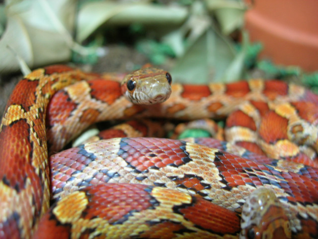 Pantherophis guttatus Kornnatter Okeetee - Tiere - Wuppertal
