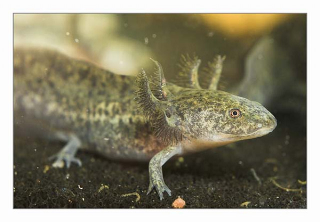 Axolotl abzugeben - Tiere - Peine