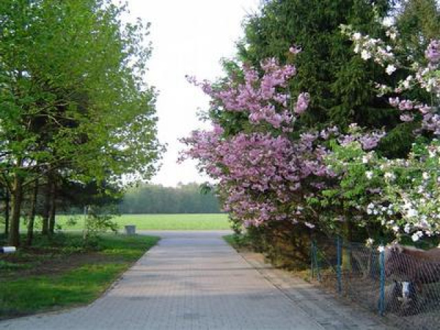 Pferdestallung absofort - Tiere - Oberlangen-Moor