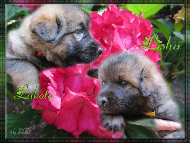 Wunderschöne altdeutsche schäferhundwelpen,hündinnen - Tiere - mönchengladbach