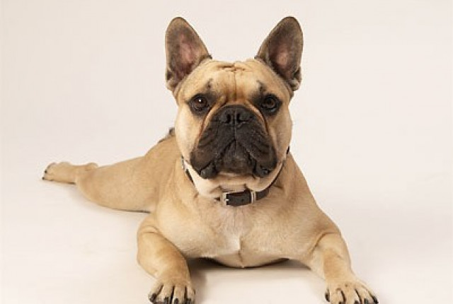 Wurfplanung Sommer 2012 - Tiere - Dresden