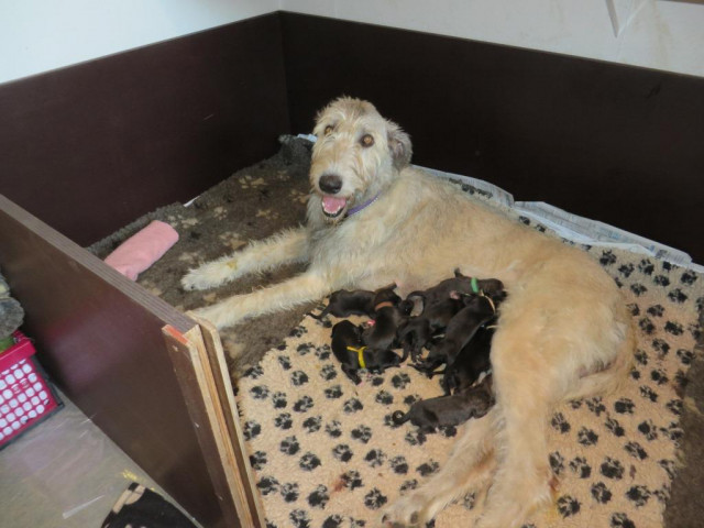 Irish Wolfhound Welpen von BiGi s Wolf - Tiere - Niedere Börde OT Samswegen