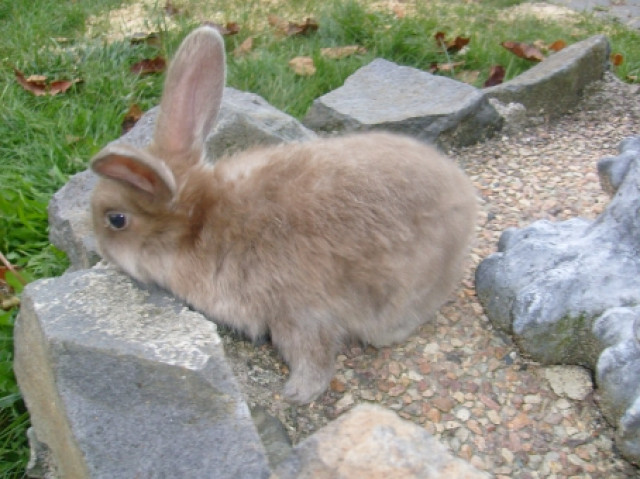 Widder und Löwenköpfchen - Tiere - Guckheim,