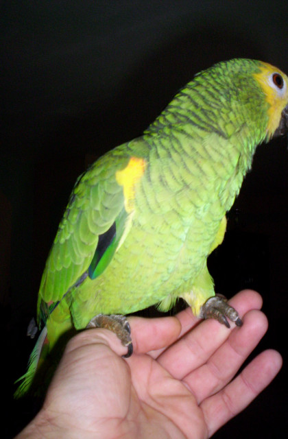 Suche Blaustirnamazone 0/1 - Tiere - Gardelegen