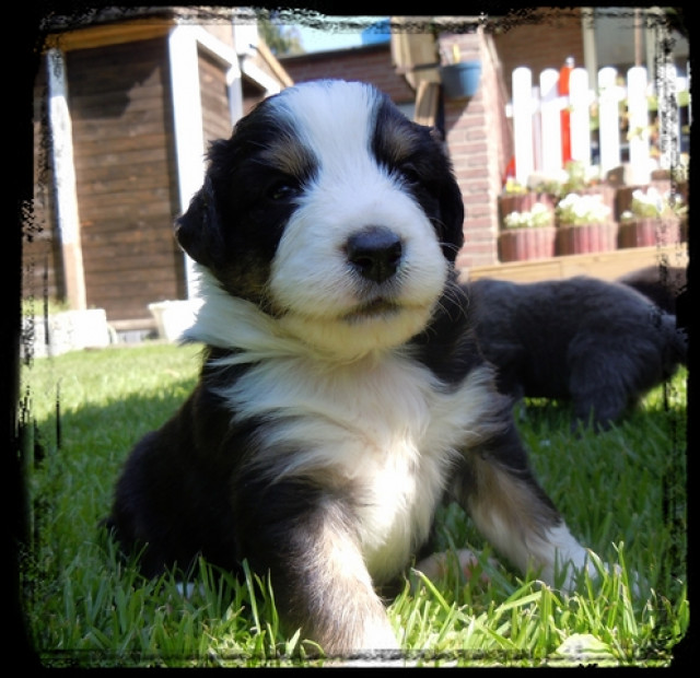 Australian Shepherd Welpen - Tiere - Kevelaer