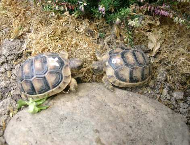 Breitrandschildkröten - Tiere - Wolfenbüttel