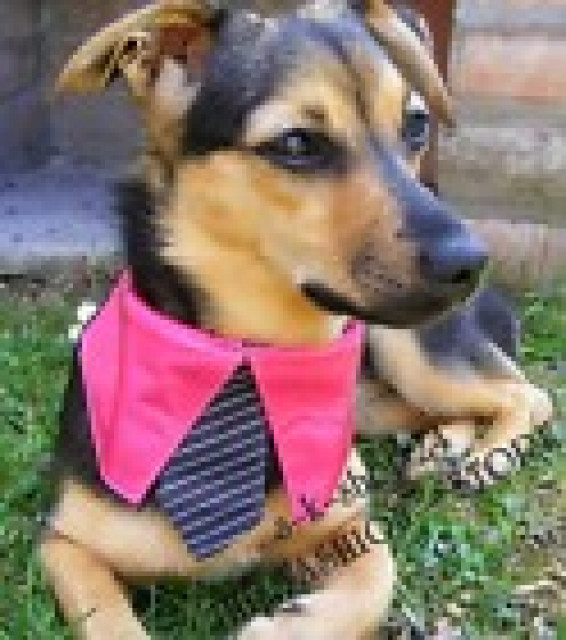 Exklusive Hundebekleidung, Shirts, Pullis, Halsbänder für ihren kleinen Liebling - Tiere - Herrnwahlthann