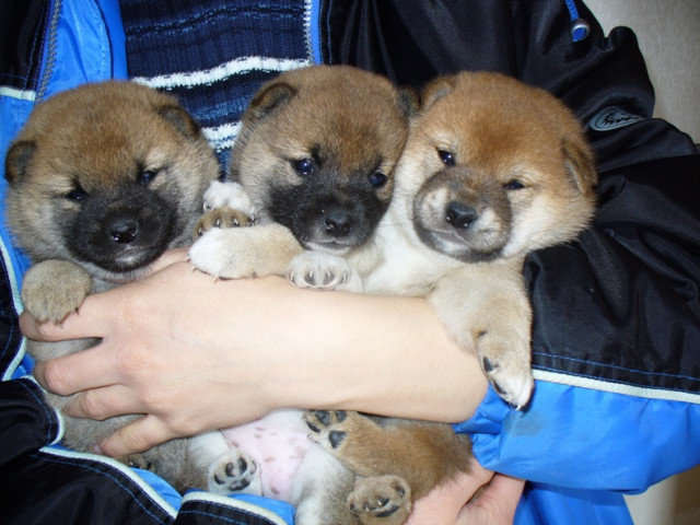 Shiba Inu Welpen zum Knuddeln - Tiere - Hainichen