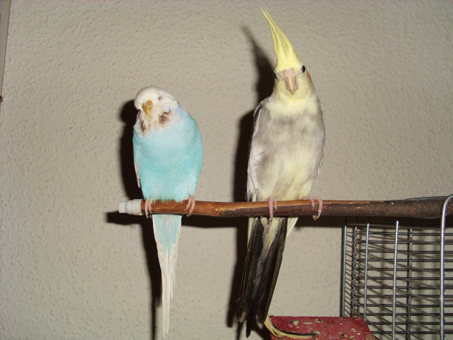 Pärchen vögel zu verschenken - Tiere - kaufbeuren