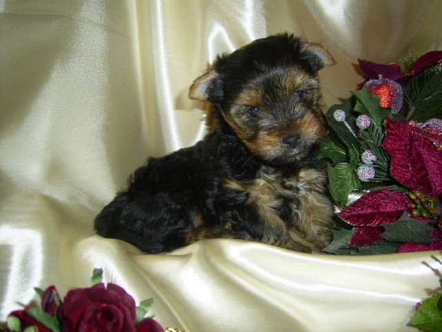 Yorkshire Terrier Welpe - Tiere - Coesfeld