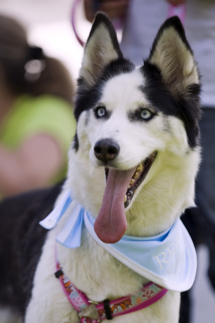 Reico - Hochwertige Tiernahrung mit Spareffekt - Tiere - Heinbockel