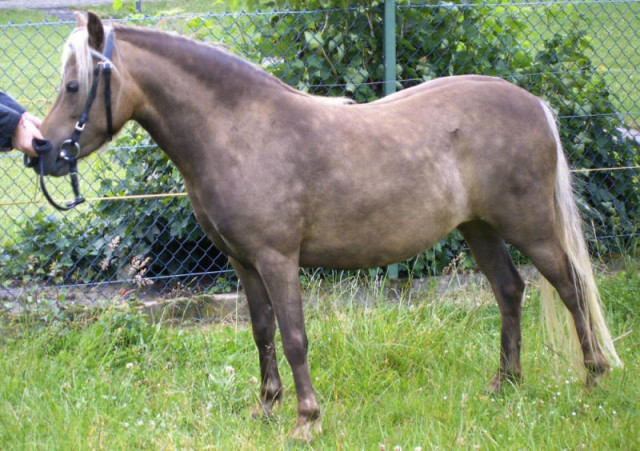 Classic-Pony Stute Liberty abzugeben ! - Tv Hifi Video Audio - Liebenburg