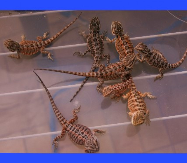 Rote Bartagamen - Tiere - Stephansposching