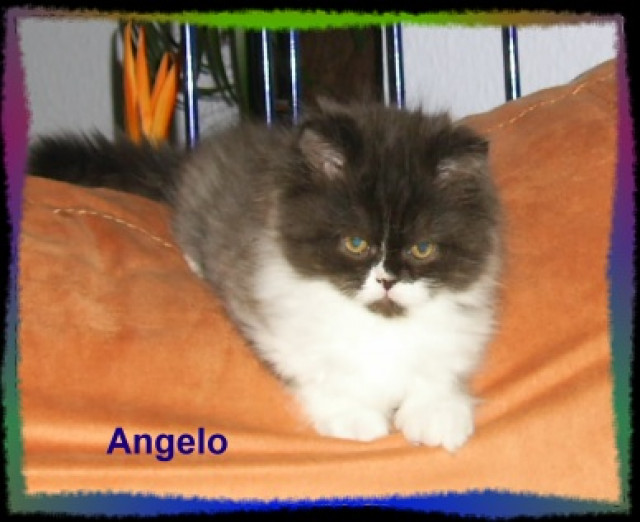 Zwei kleine Perserzwerge mit Näschen suchen die Liebe auf Lebenszeit - Tiere - Plauen