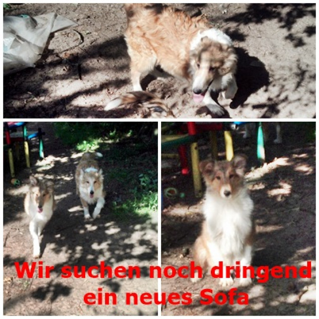 Wir haben Colliewelpen - Tiere - Bersenbrück