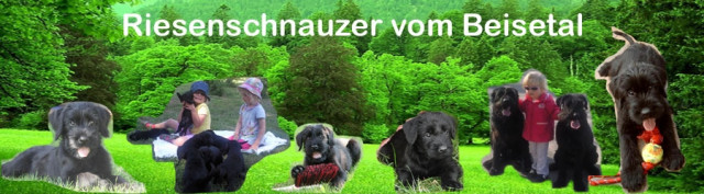 Riesenschnauzerwelpen aus der Mitte Deutschlands - Tiere - Knüllwald