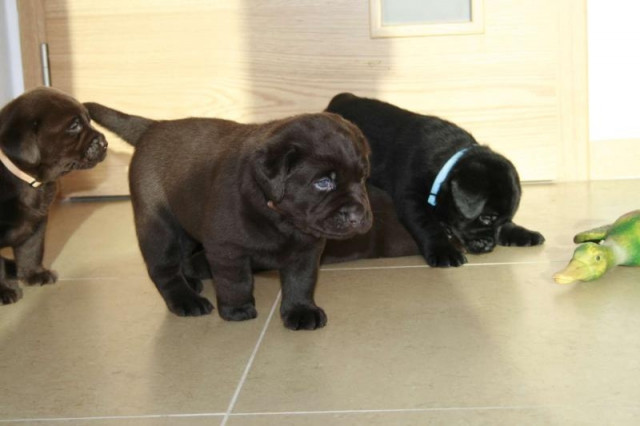 Labrador Retriever Welpen mit Papieren - Tiere - Hlubok  nad Vltavou