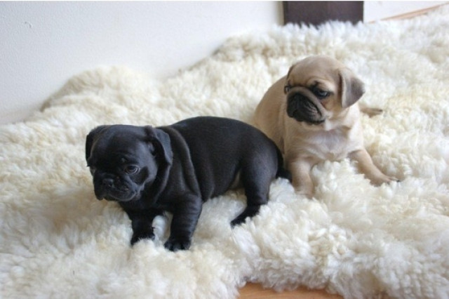 Bildschöne Retro-Mops Welpen packen demnächst - Tiere - Hamburg