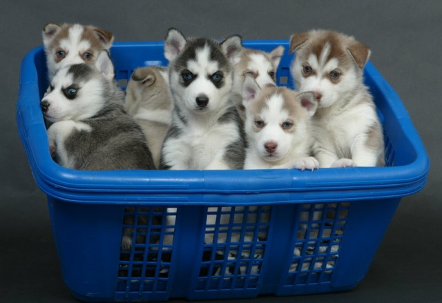 Siberian Husky Welpen Sibirische Huskywelpen FCI!! - Tiere -  Düsseldorf