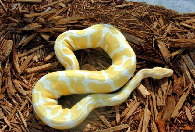 Schöne Albino und Schecken Ball Pythons zum Verkauf / Übernahme - Tiere - Wiesbaden
