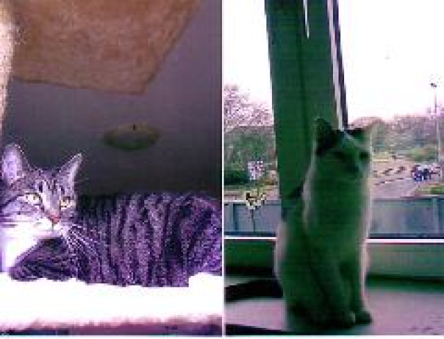 Katze Cloe und Kater Max suchen ein neues Zuhause !!! - Tiere - Duisburg