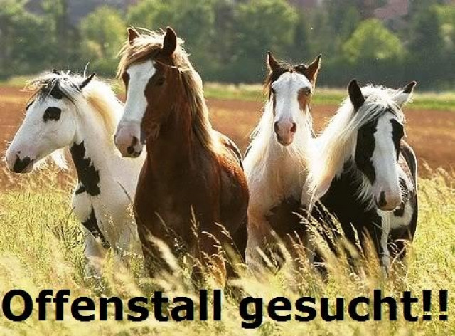 2 Offenstallplätze im Raum Kamp-Lintfort & Umgebung gesucht! - Tiere - Kamp-Lintfort