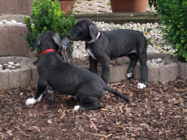 Deutsche Dogge Welpen, schwarz, mit Papiere abzugeben - Tiere - Vettweiß