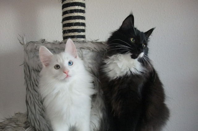 Super liebe Norweger Jungs suchen noch ein neues Zuhause - Tiere - Chemnitz