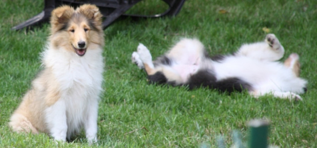 Colliewelpen - Tiere - Jade