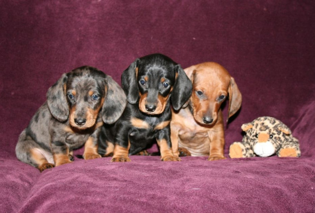 Dackelwelpen, Kurzhaar aus DTK/VDH-Zucht nach Weihnachten abzugeben - Tiere - Dornstetten
