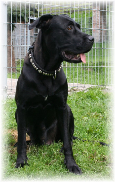 EDLE LABO-CAN WELPEN - Tiere - Schwarzenberg