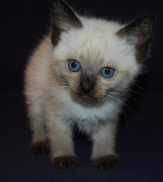 4 Siam Seal Point Katzenbabys - Tiere - winsen/aller