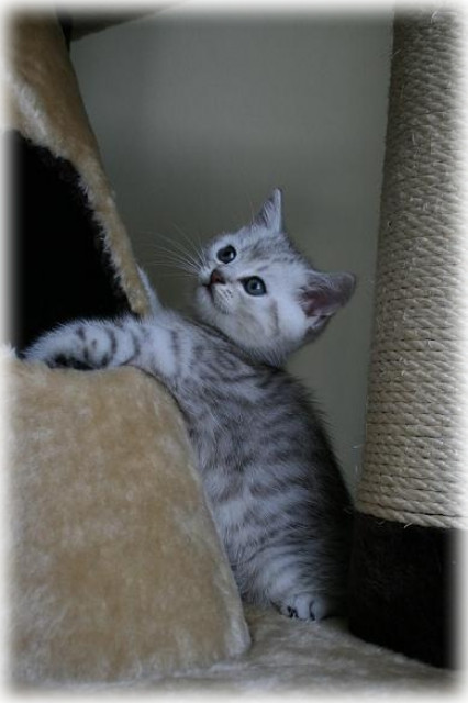 BKH Katerchen Indiana in silver-tabby spotted - Tiere - München