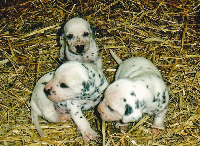 Süße reinrassige Dalmatinerwelpen - Tiere - Werder (Havel)