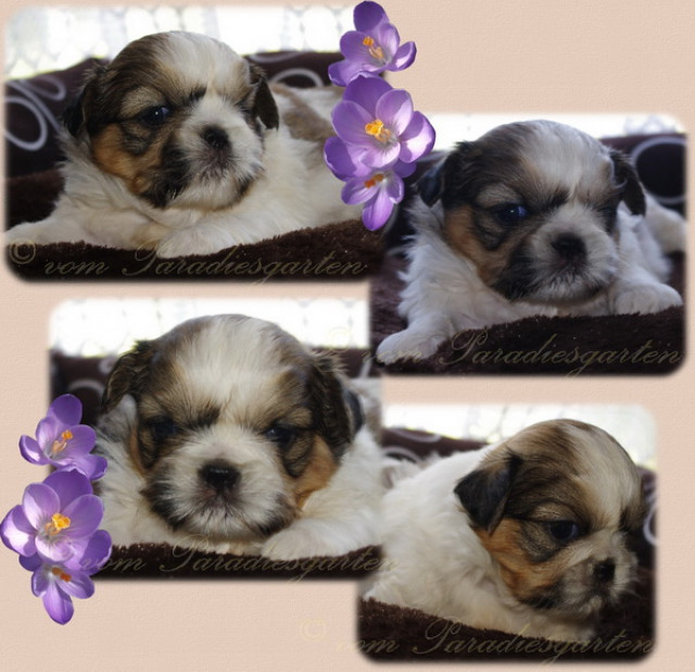 Shih Tzu Welpen in schönen Farben aus guter Zucht mit Papieren - Tiere - frankfurt