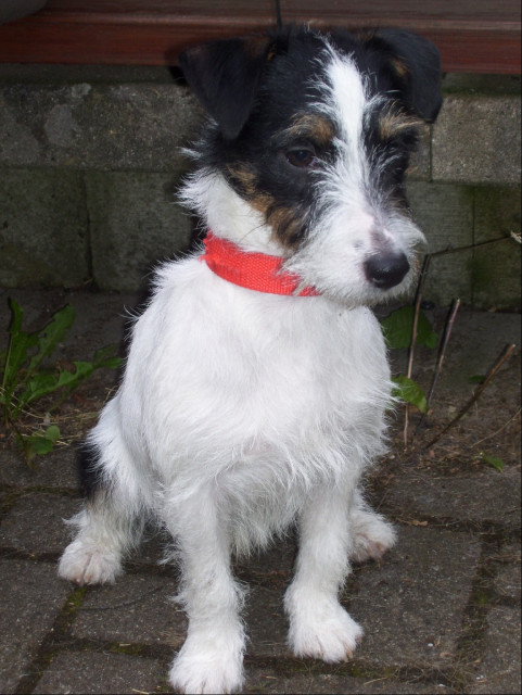 Parson Jack Russel Terrier junghund - Tiere - duisburg