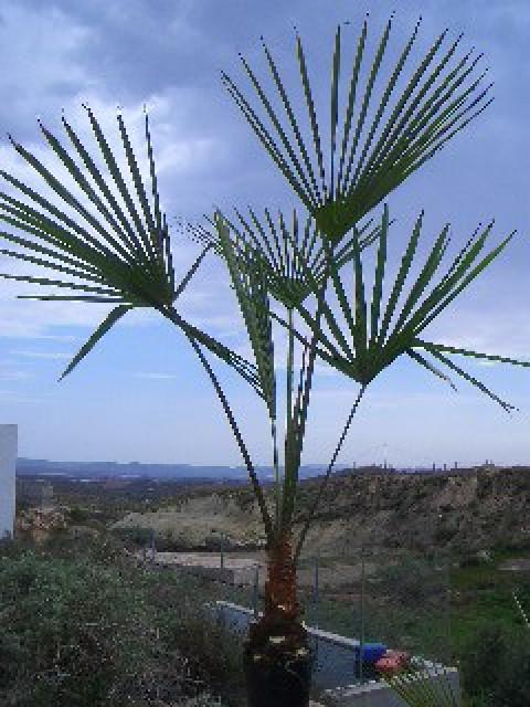 Trachycarpus wagnerianus  bis -18  C - Hobby Spiele - Almeria