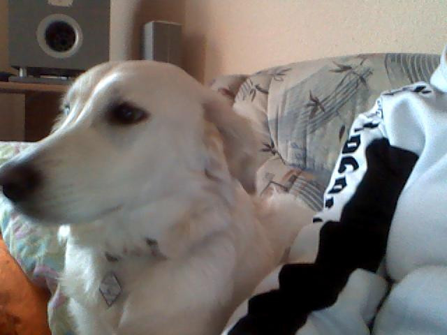 7 mon. alte Bordercolli-Golden Reriever Hündin dringend ab zu geben! - Tiere - Halberstadt