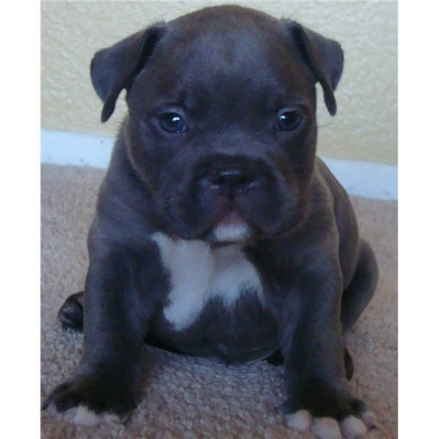 Super schöne Red Nose Pitbull Welpen! - Tiere - Hambyrg