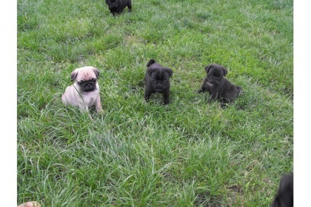 Noch 4 super drollige Mopswelpen !!! - Tiere -  Dortmund