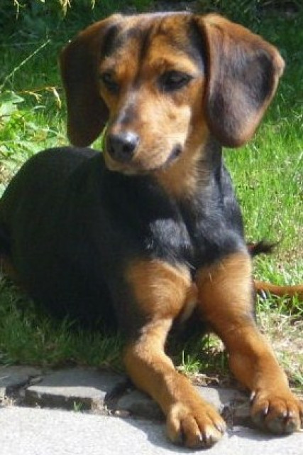 Linda Schmusemaus - Tiere - Ebsdorfergrund