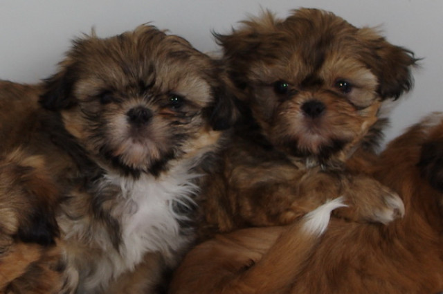 Shih Tzu Welpen Rüden und Hündinnen mit Papieren - Tiere - frankfurt